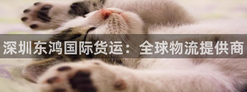 尊龙凯时电竞注册：深圳东鸿国际货运：全球物流提供商