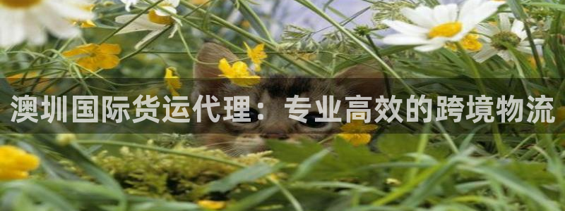 尊龙凯时官网首页：澳圳国际货运代理：专业高效的跨境物流