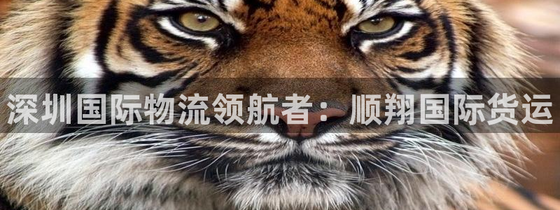 尊龙凯时注册入口：深圳国际物流领航者：顺翔国际货运