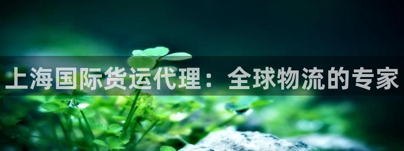 尊龙凯时是哪个国家的：上海国际货运代理：全球物流的专家