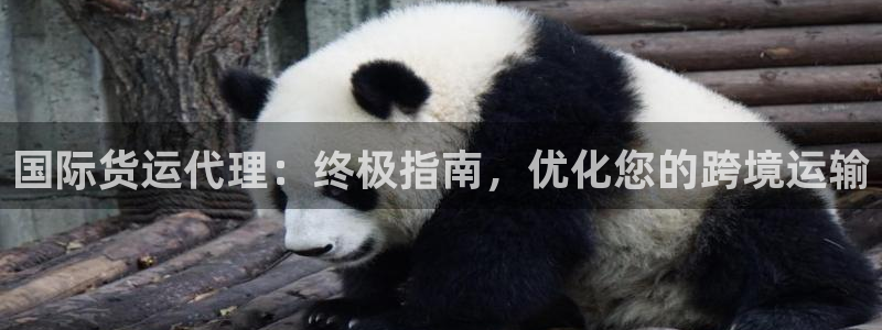 尊龙AG旗舰店：国际货运代理：终极指南，优化您的跨境运输