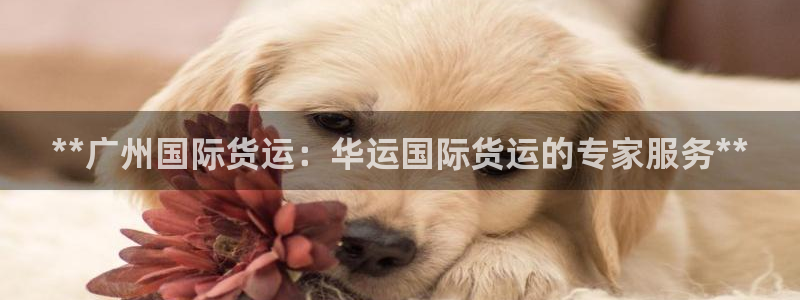 尊龙官网在哪里：**广州国际货运：华运国际货运的专家服务